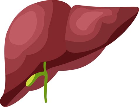 Illustration Of Human Liver Organ Liver Organ Flat Design 23352169 Png