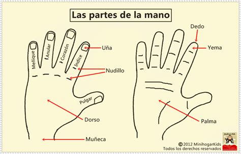 Imagenes De Las Partes De La Mano Imagui