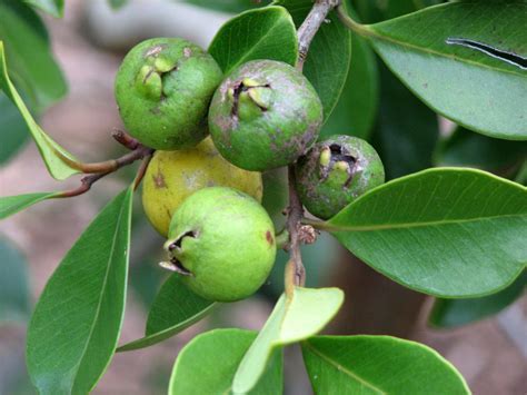 Immature Fruits Guide: Identification Tips