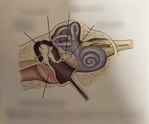 Incus Malleus Stapes Diagram Quizlet