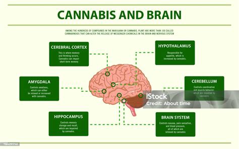 Infografica Orizzontale Cannabis E Cervello Immagini Vettoriali Stock