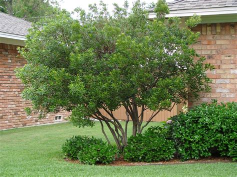 Information On Growing Wax Myrtle Trees