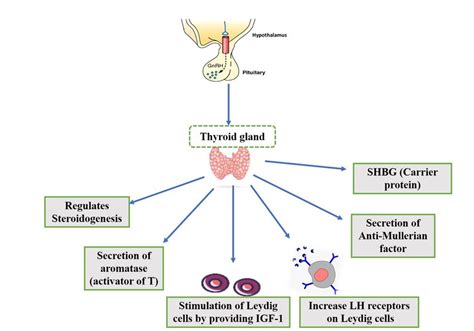 Interstitial Cell Function: Regulates Testosterone Levels