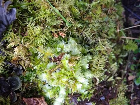 Introduction To Mosses Ferns And Lichens Geri Skeens Moorland Guide