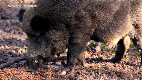 Invasive Super Pigs Encroaching On Alberta S Mountain Parks Experts