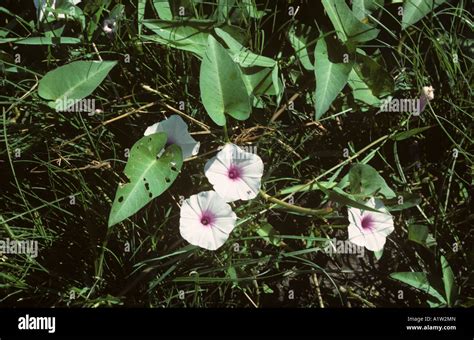 Ipomoea Aquatica Water Morning Glory Cultivation Stock Photo Image