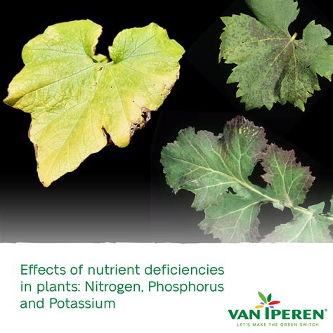 Is Phosphorus Deficiency A Fungus