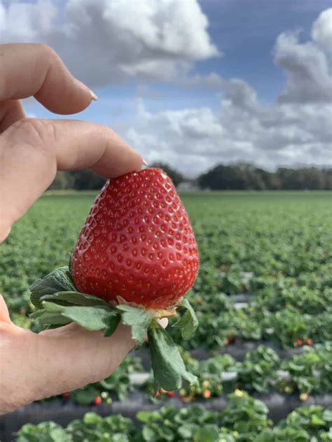 It S Finally Here Florida Strawberry Season Mary S Blog