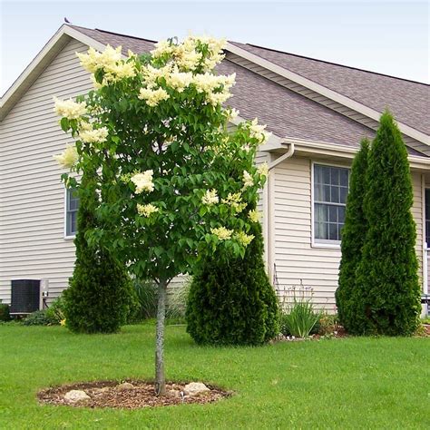 Ivory Silk Lilac Tree