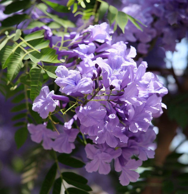 Jacaranda Mimosaefolia Jacaranda Tauranga Tree Co