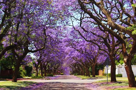 Jacaranda Tree Buying Guide: Best Varieties