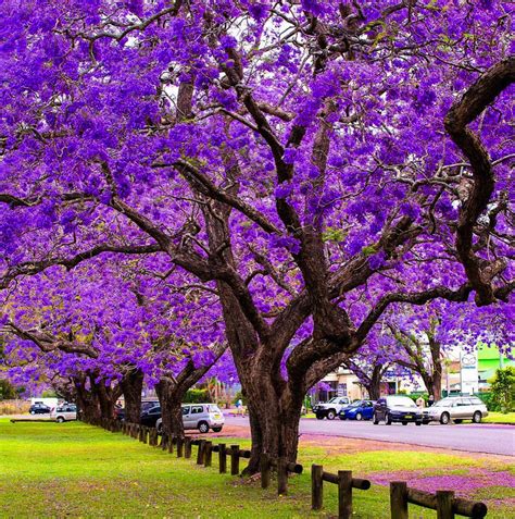 Jacaranda Tree Tree Flowering Trees