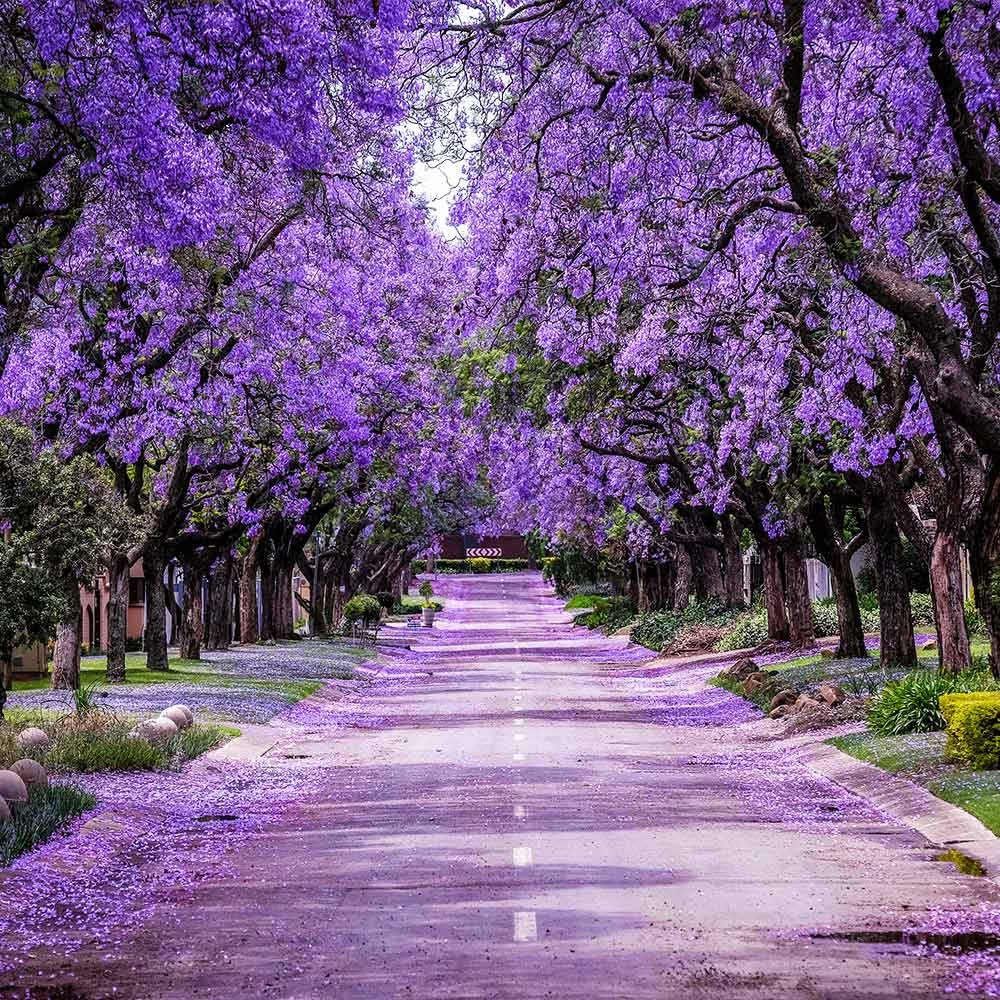 Jacaranda Trees For Sale Fastgrowingtrees Com