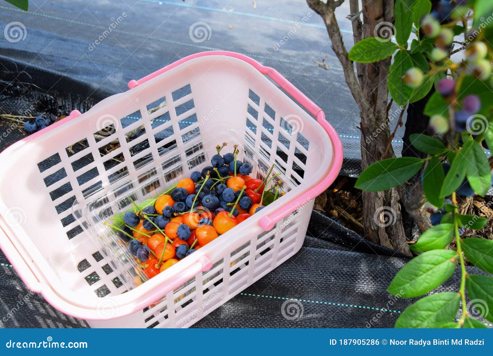 Japan Blueberries Japan Summer Blueberry Picking Fruit Blueberries