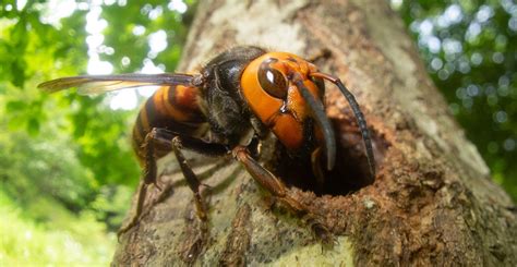 Japan Tips From Locals The Role Of Japanese Giant Hornets In The Ecosystem