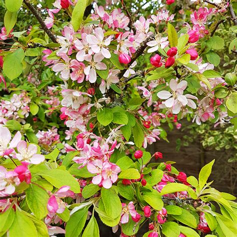 Japanese Flowering Crabapple