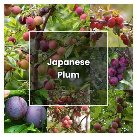 Japanese Plum Growing: Secrets To Thrive