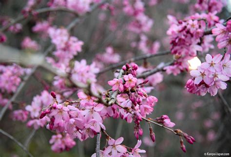 Japanese Plum Tree