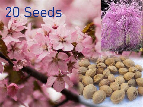 Japanese Sakura Tree Seeds Sakura Seeds Cherry Blossom Seeds Etsy