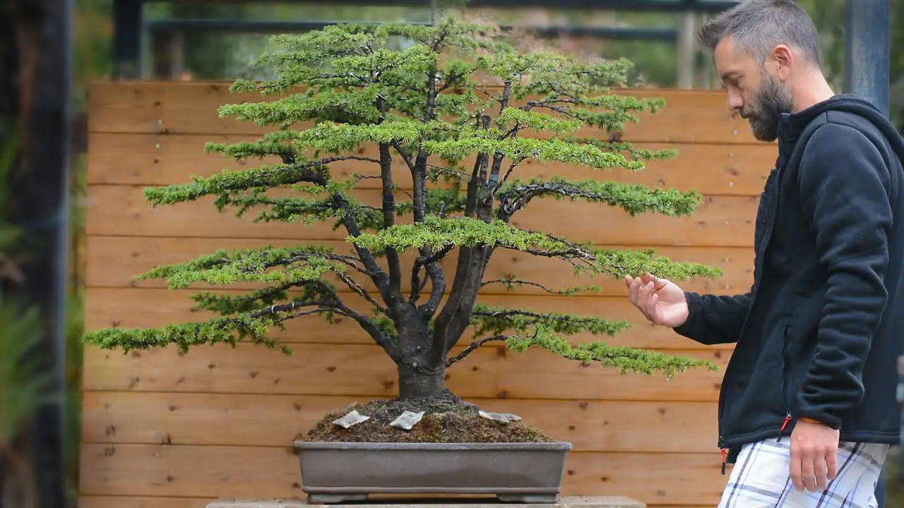 Japanese White Pine Autumn Maintnance Work Arkefthos Bonsai Youtube