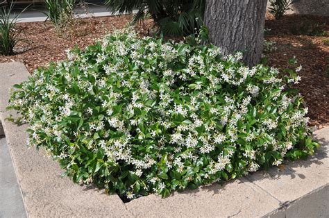 Jasmine Ground Cover