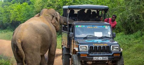 Jeep Safari In Yala National Park Travel Tips Best Prices For