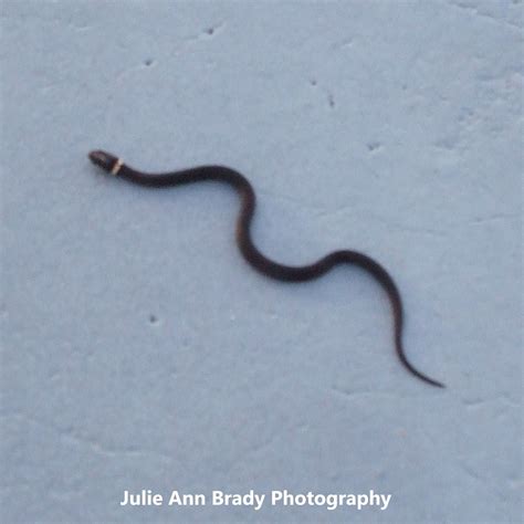 Julie Ann Brady Blog On Florida Ringneck Snake