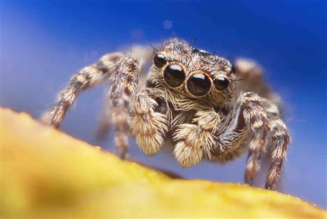 Jumping Spider Facts Identification Amp Pictures