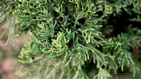 Juniperus Communis Pencil Point Care The Complete Guide