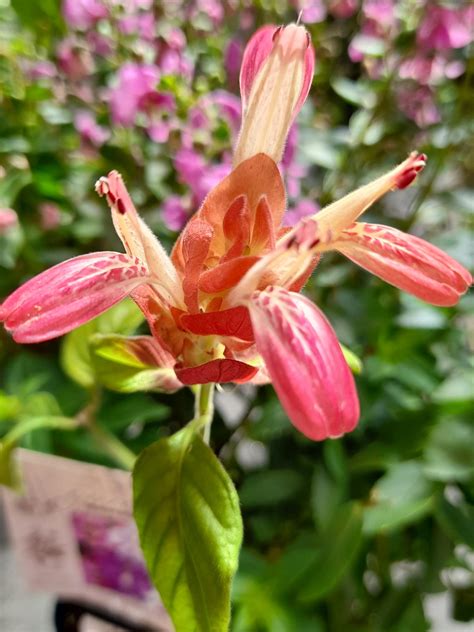 Justicia Brandegeeana Shrimp Plant Garden Variety