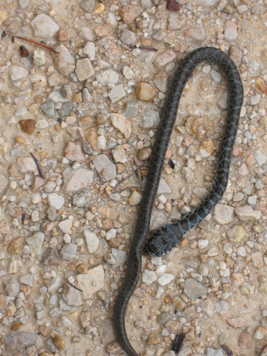 Juvenile Black Racer Project Noah