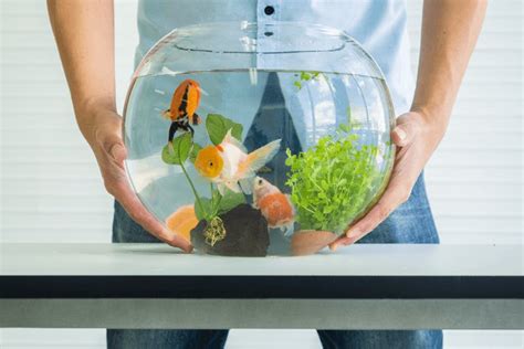 Keeping Your Fish Cool Summer Aquarium Care Guide Aquarium Fish Blog