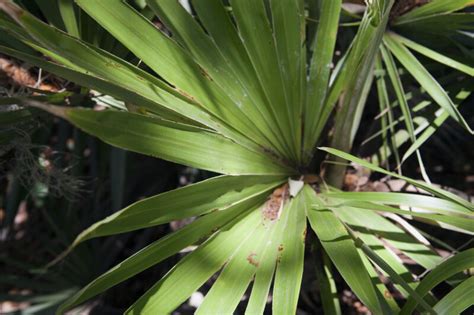 Key Thatch Palm Leaves Clippix Etc Educational Photos For Students