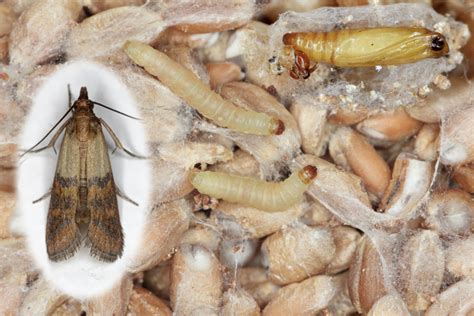 Kitchen Tiny Bugs Pests Moth Preventing Infestation Kitchen Awesome