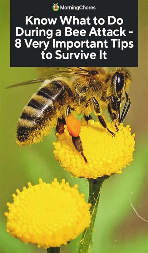 Know What To Do During A Bee Attack 8 Very Important Tips To Survive It