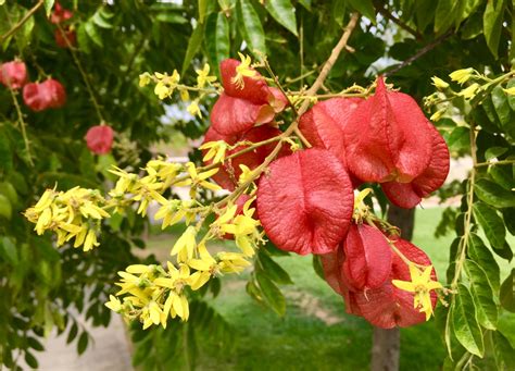 Koelreuteria Bipinnata Chinese Flame Tree Trees Of Stanford Amp Environs