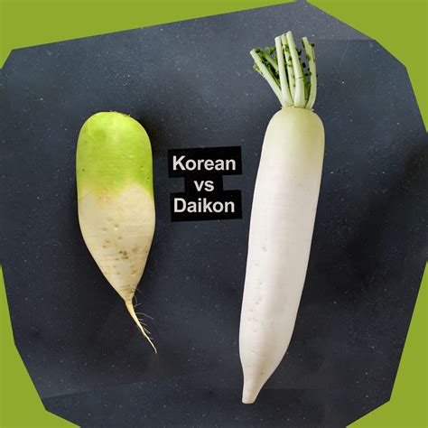 Korean Radish Maturation Time