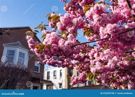 Kwanzan Cherry Tree: Beautiful Blooms Guaranteed