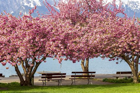 Kwanzan Cherry Tree Profile And Care Instructions