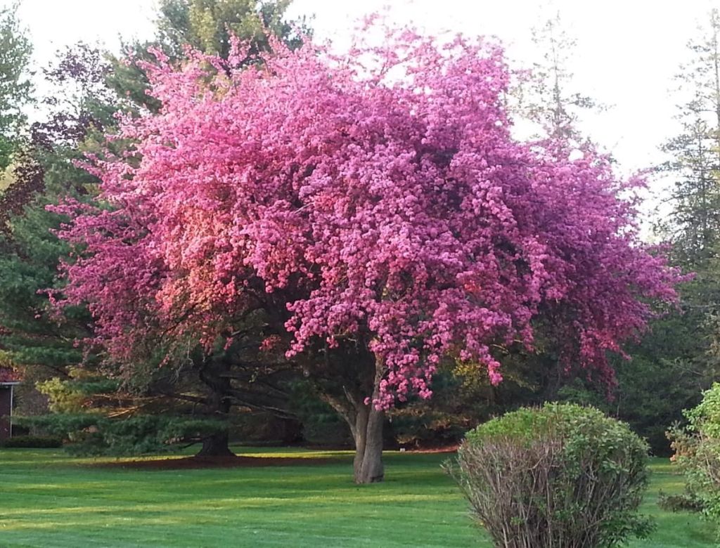 Kwanzan Cherry Tree