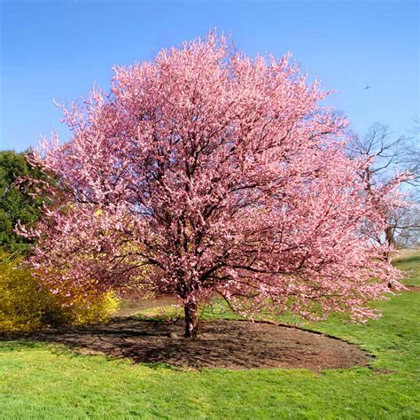 Kwanzan Flowering Cherry Cherry Blooms Flowering Trees Trees To Plant