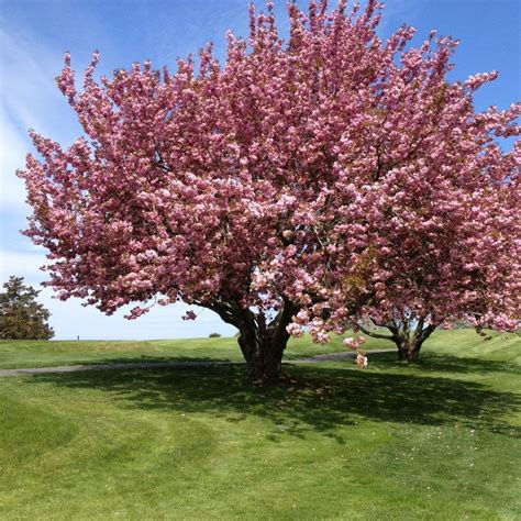 Kwanzan Japanese Flowering Cherry Tree Prunus Serrulata Etsy