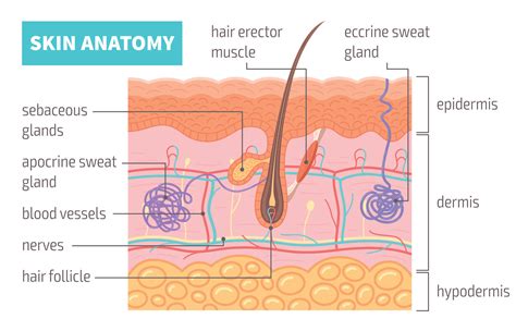 Labeled Diagram Of Skin: Understand Anatomy Easily