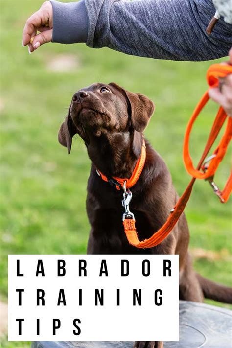 Labrador Training Tips 15 Awesome Ways To Make Training Fun Again