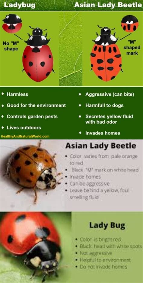 Ladybug Asian Lady Beetle Lo Shaped I Harmless Good For The Environment