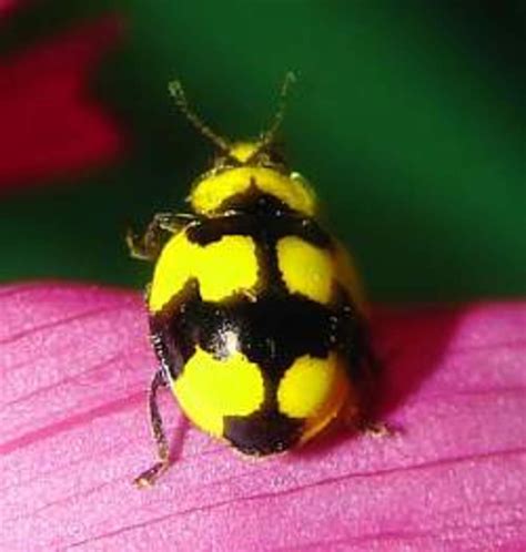 Ladybug Facts And Legends Hubpages