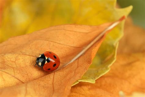 Ladybugs In Autumn Pointe Pest Control Chicago Exterminator Amp Pest