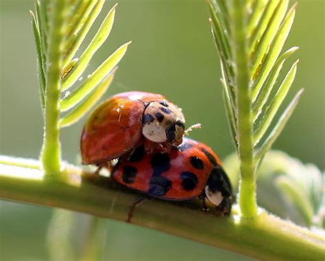 Ladybugs Mating Harmonia Axyridis Bugguide Net