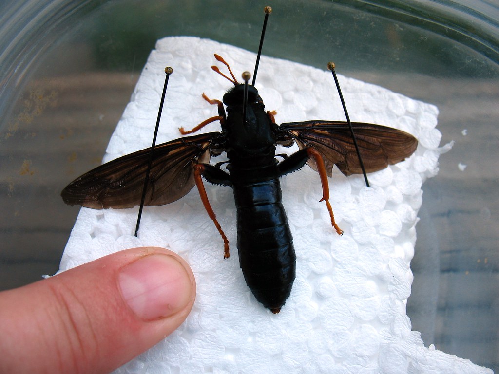 Large Black Flying Insect