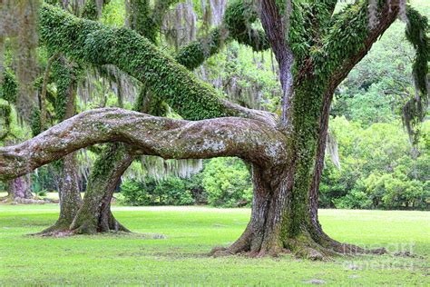 Large Branch Spanish Moss Trees Photograph By Chuck Kuhn Pixels